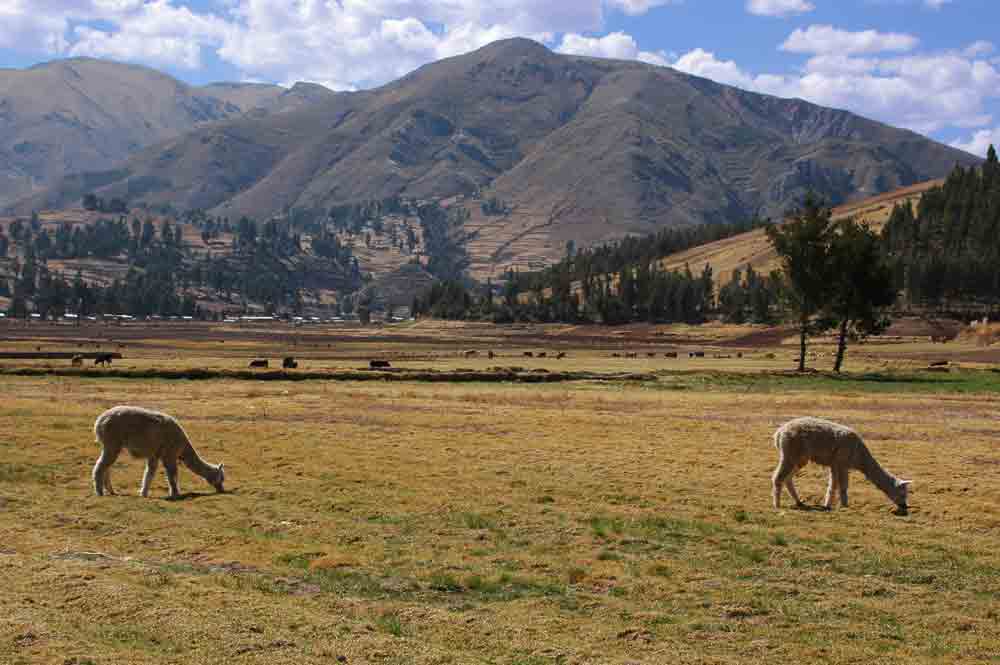 Alpaca - Perú 2.jpg